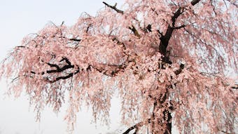 桜を愛でる宿6選(東日本)