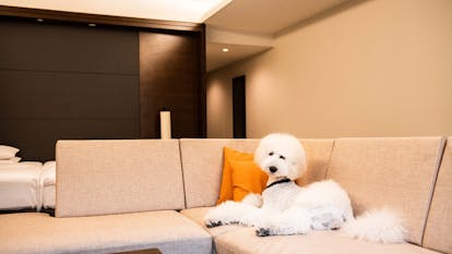 ペットと一緒に泊まれる高級温泉宿 6選 一休コンシェルジュ ペットと一緒に泊まれる高級温泉宿 6選 一休コンシェルジュ