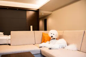 ペットと一緒に泊まれる高級温泉宿 6選 一休コンシェルジュ