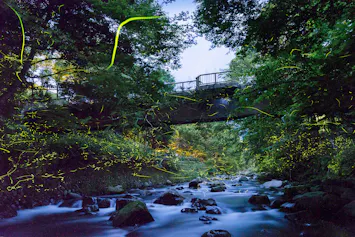 ホタル鑑賞を楽しむ宿6選