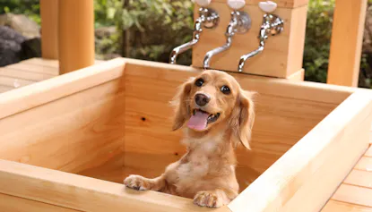 伊豆でペットと泊まれる露天風呂付客室がある温泉宿4選