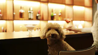 【滞在記】旧軽井沢で愛犬と大切な時間を過ごす宿