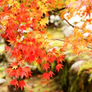 紅葉