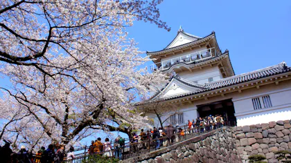 お城×桜の絶景を楽しむお花見旅行へ