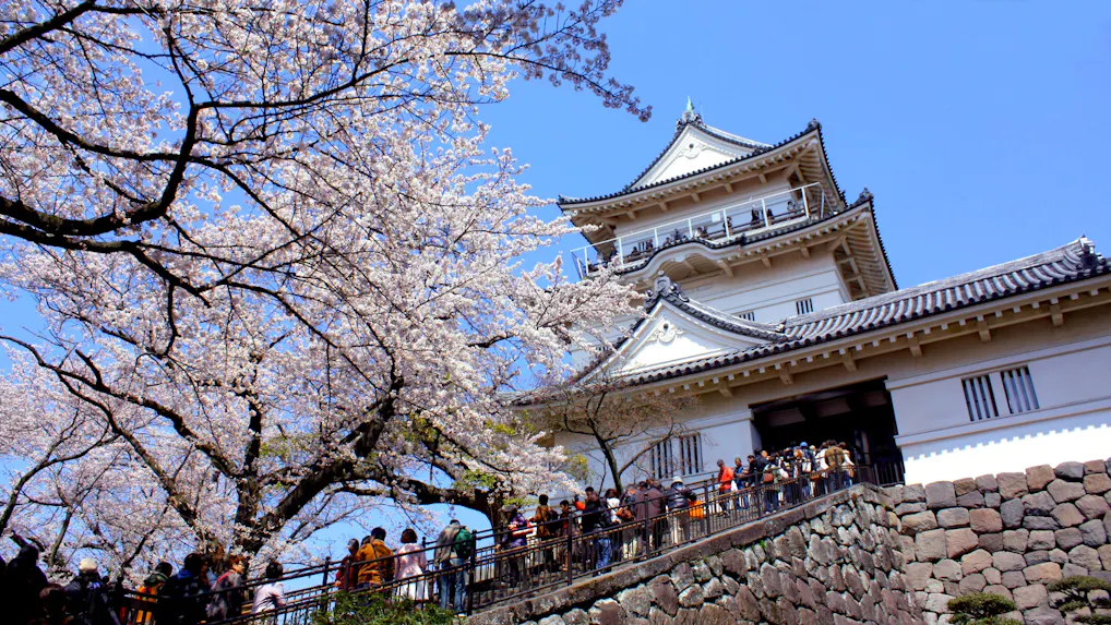 お城×桜の絶景を楽しむお花見旅行へ