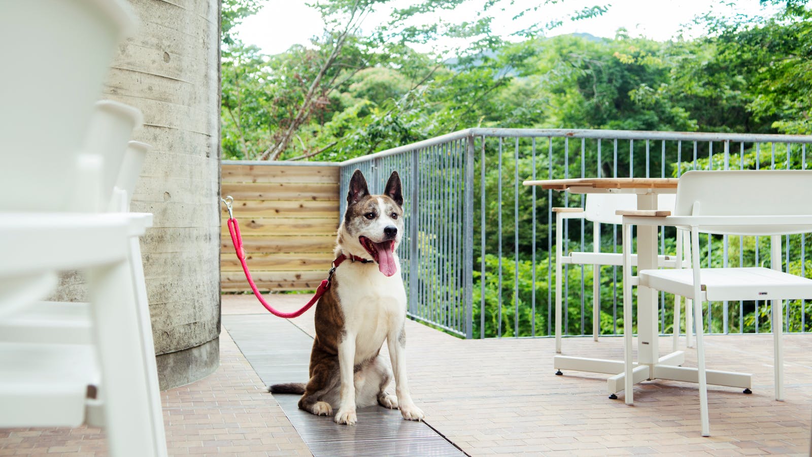 愛犬と一緒に泊まれる箱根の温泉宿4選 一休コンシェルジュ