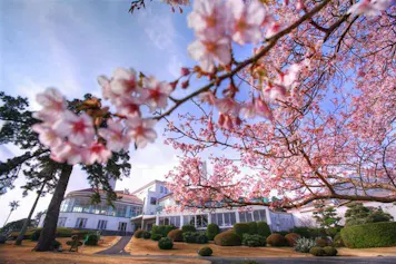 春の風物詩、桜を愛でる宿特集