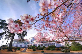 春の風物詩、桜を愛でる宿特集