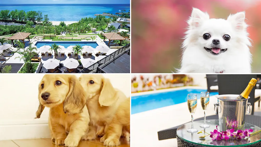 ペットと一緒に泊まれる沖縄のリゾートホテル 5選
