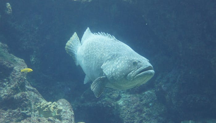 極みの美食宿 洋々閣 佐賀県唐津産のクエ 一休コンシェルジュ