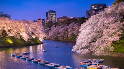 2020年、桜の名所に近い東京のシティホテル