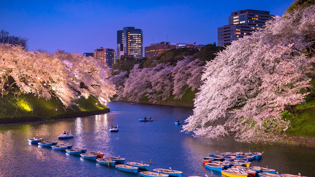 2020年、桜の名所に近い東京のシティホテル