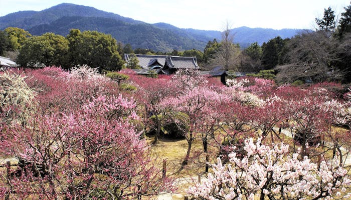 京都観光のプロに聞いた とっておきの京都 穴場観光スポット 春編 一休コンシェルジュ