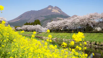 「亀の井別荘」「由布院 玉の湯」がおすすめする、春の由布院の過ごし方