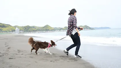 砂浜で愛犬との散歩が叶う海岸近くのペットと泊まれる宿
