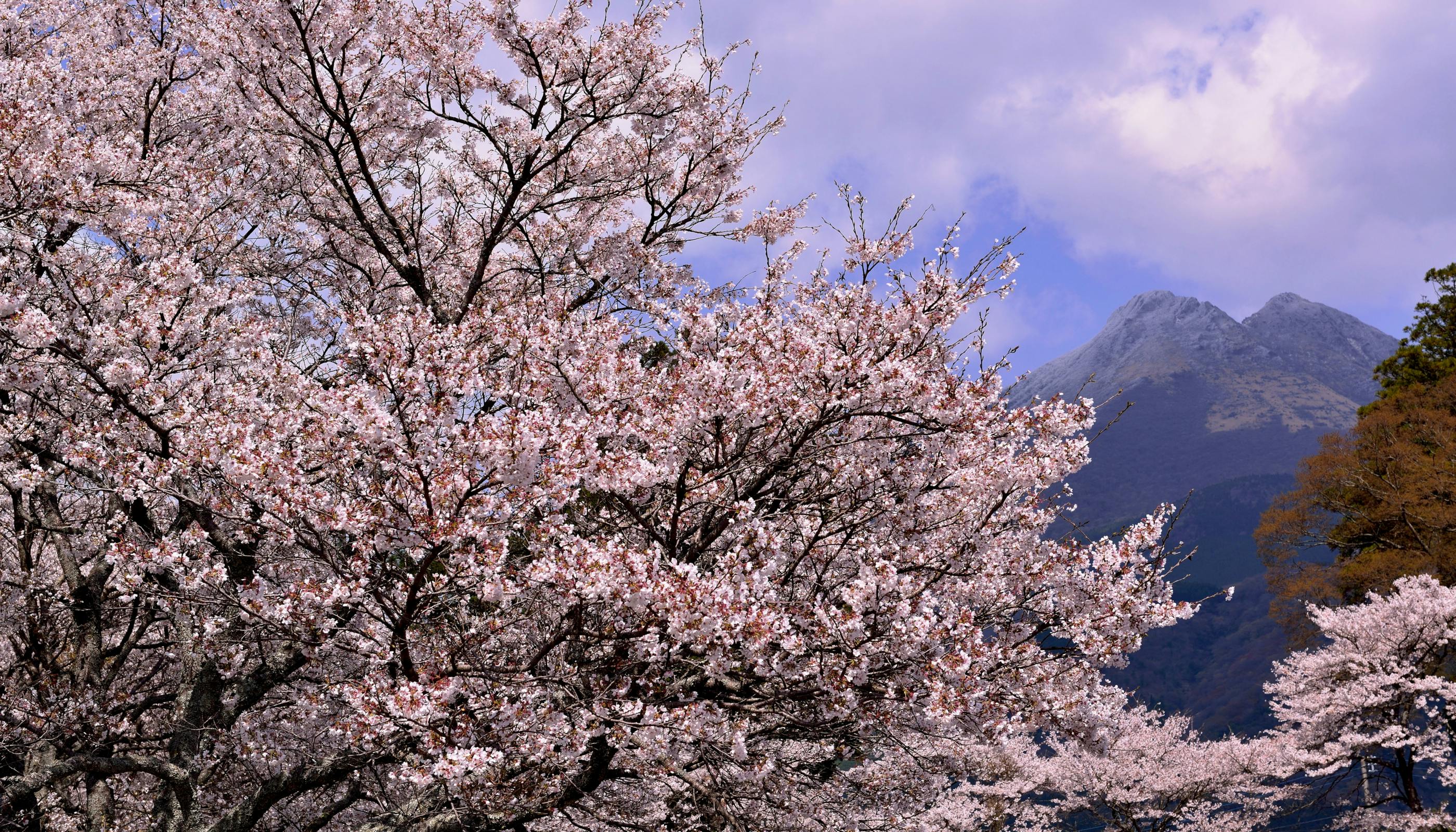亀の井別荘」「由布院 玉の湯」がおすすめする、春の由布院の過ごし方 
