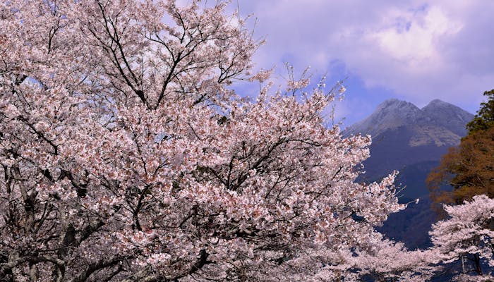亀の井別荘 由布院 玉の湯 がおすすめする 春の由布院の過ごし方 一休コンシェルジュ 亀の井別荘 由布院 玉の湯 がおすすめする 春の由布院の過ごし方 一休コンシェルジュ