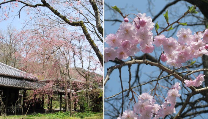 亀の井別荘 由布院 玉の湯 がおすすめする 春の由布院の過ごし方 一休コンシェルジュ