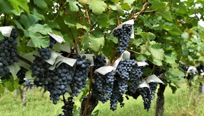 日本ワインを巡る旅 山梨のワイナリー 一休コンシェルジュ