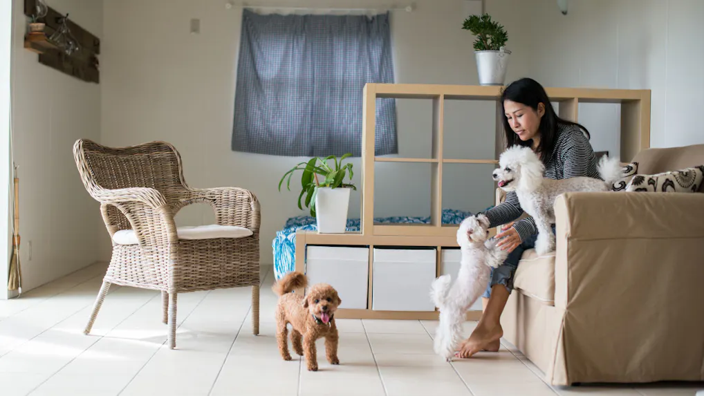 ペットと一緒に泊まれる宿6選　千葉編