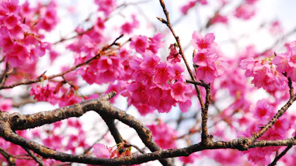 冬の沖縄で日本一早く咲く桜を見る、今帰仁・名護の旅