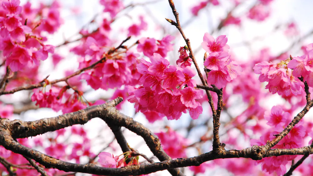 冬の沖縄で日本一早く咲く桜を見る、今帰仁・名護の旅