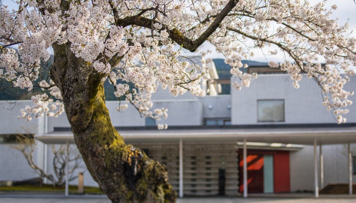 満開の桜を独り占め！お部屋から桜が見える宿 西日本編  一休 
