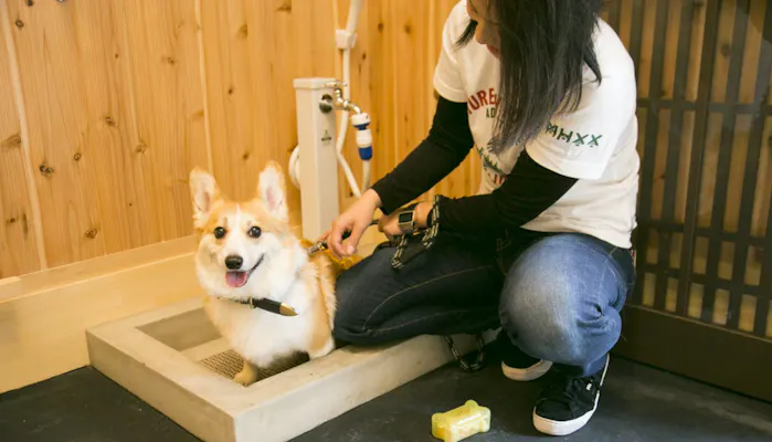 ペットと一緒に京都旅行 暮らすような滞在が叶う一棟貸しの宿5選 一休コンシェルジュ