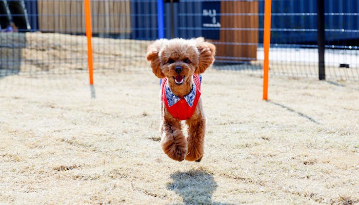 ペットと一緒にグランピングが楽しめる宿 東日本編 一休コンシェルジュ ペットと一緒にグランピングが楽しめる宿 東日本編 一休コンシェルジュ