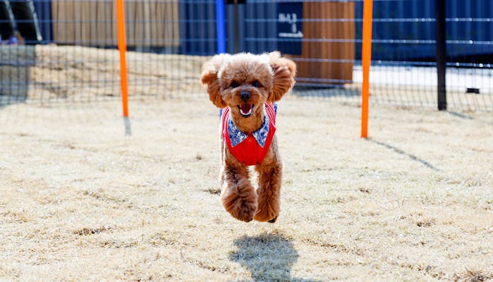 ペットと一緒にグランピングが楽しめる宿 東日本編 一休コンシェルジュ