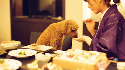 ペットと一緒に泊まれる温泉宿5選　九州編