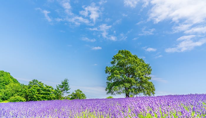 北海道観光のプロに聞いた 北海道のおすすめ観光スポット 夏編 一休コンシェルジュ 北海道観光のプロに聞いた 北海道のおすすめ観光スポット 夏編 一休コンシェルジュ