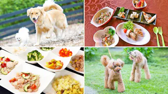 【全国版】愛犬用のメニューも！ペットと一緒に食事ができるおすすめの温泉宿