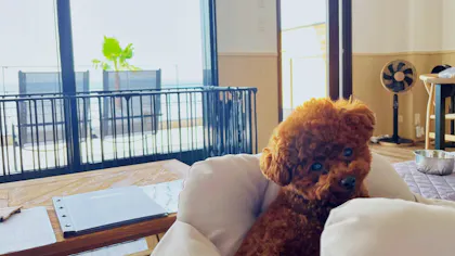 2022年に開業したペットと一緒に泊まれる宿5選