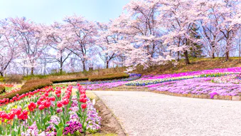 春のお出かけにもおすすめ！花の名所に近い宿　東日本編