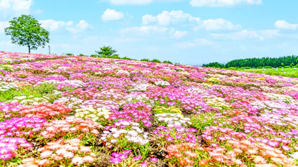 春のお出かけにもおすすめ！花の名所に近い宿　西日本編