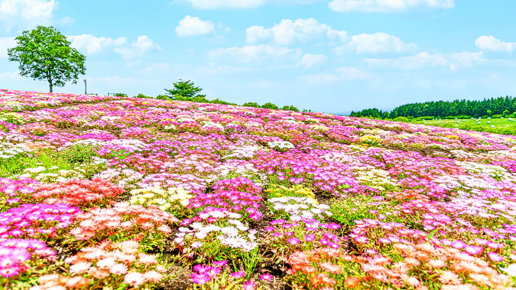 春のお出かけにもおすすめ！花の名所に近い宿　西日本編