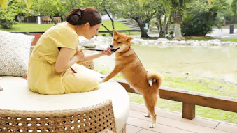 ペットと一緒に露天・半露天風呂付客室で部屋食が楽しめるおこもり宿6選