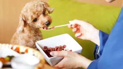 ペットと一緒に泊まれるおすすめの宿　神奈川編