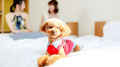 ペットと泊まれるおすすめ宿6選　東海編