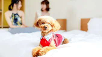 ペットと泊まれるおすすめ宿6選　東海編