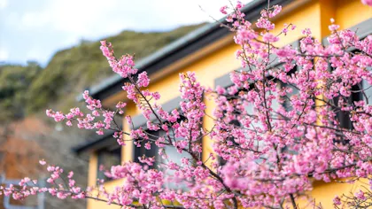 一足早い春を楽しむ、河津桜鑑賞と併せて行きたい露天・半露天風呂付客室がある伊豆の温泉宿
