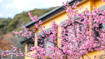 一足早い春を楽しむ、河津桜鑑賞と併せて行きたい露天・半露天風呂付客室がある伊豆の温泉宿