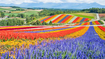 夏旅で行きたい！北海道の花の名所に近い宿5選