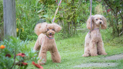 ペットと泊まれる高級旅館5選