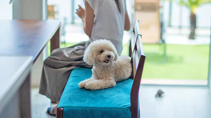 ペットと泊まれるおすすめ宿4選　東北編