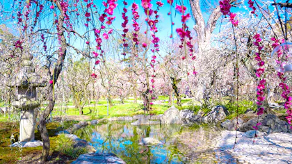 春の風物詩、梅の名所に近いおすすめの温泉宿　西日本編