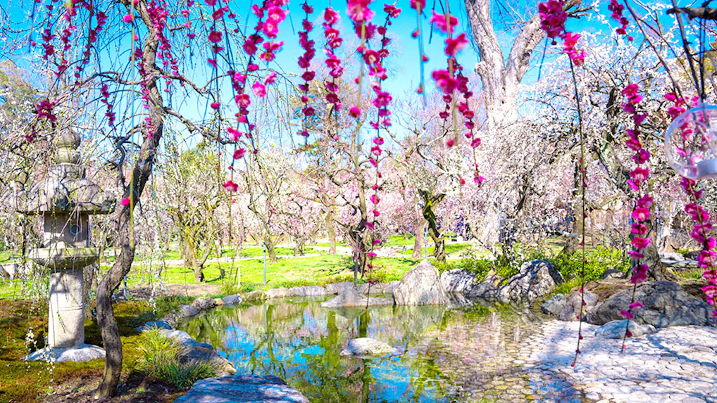 春の風物詩、梅の名所に近いおすすめの温泉宿　西日本編