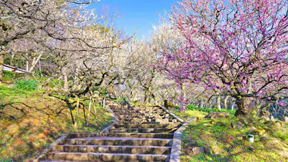 春の風物詩、梅の名所に近いおすすめの温泉宿　東日本編