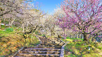 春の風物詩、梅の名所に近いおすすめの温泉宿　東日本編